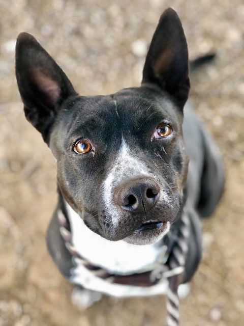 Adopt a friend: Trigger